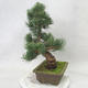 Vonkajšie bonsai - Pinus parviflora - Borovica drobnokvetá - 4/5