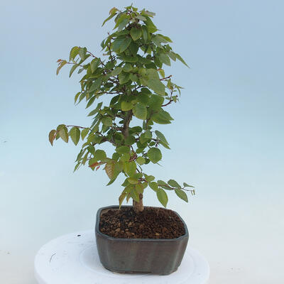 Vonkajšie bonsai - Carpinus CARPINOIDES - Hrab kórejský - 4