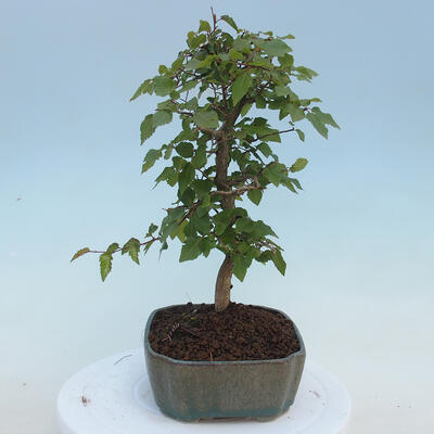 Vonkajšie bonsai - Carpinus CARPINOIDES - Hrab kórejský - 4