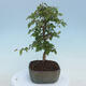 Vonkajšie bonsai - Carpinus CARPINOIDES - Hrab kórejský - 4/4