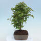 Vonkajšie bonsai - Carpinus CARPINOIDES - Hrab kórejský - 4/4