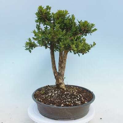 Vonkajšie bonsai - Buxus microphylla - krušpán - 4
