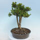Vonkajšie bonsai - Buxus microphylla - krušpán - 4/5