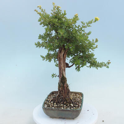 Vonkajšia bonsai-Nátržník krovitá - potentila fruticosa žltá - 4