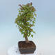 Vonkajšie bonsai - Javor Buergerianum - Javor Burgerův - 4/4