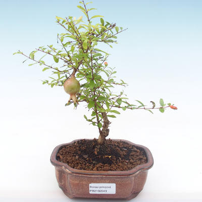Izbová bonsai-Punic granatum nana-Granátové jablko PB2192049 - 4