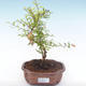 Izbová bonsai-Punic granatum nana-Granátové jablko PB2192049 - 4/4