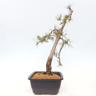 Vonkajšie bonsai - Pinus Sylvestris - Borovica lesná - 4