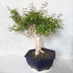 Izbová bonsai - Austrálska čerešňa - Eugenia uniflora - 4/4