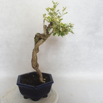 Izbová bonsai - Durant erecta Variegata - 4
