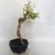 Izbová bonsai - Durant erecta Variegata - 4/5