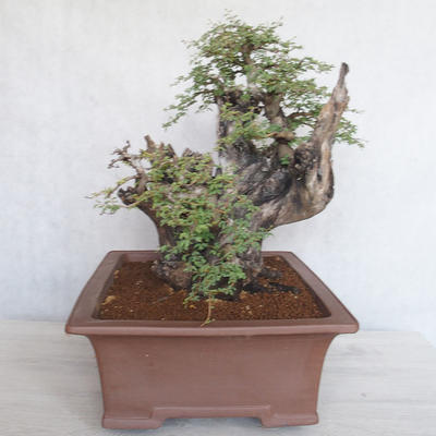 Izbová bonsai - Akacia Arabica - 4