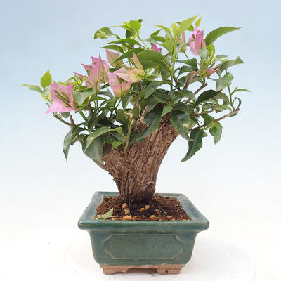 Izbová bonsai - Bouganwilea - 4