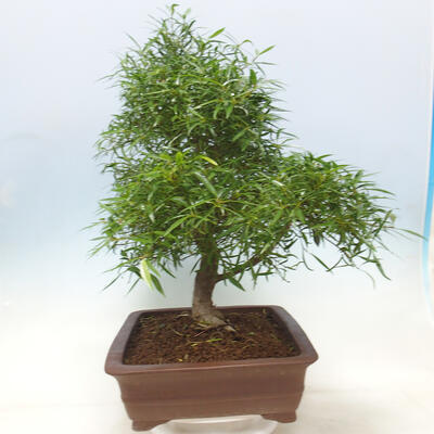 Izbová bonsai - Ficus nerifolia - malolistý fikus - 4