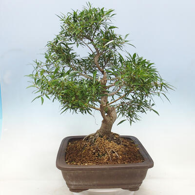 Izbová bonsai - Ficus nerifolia - malolistý fikus - 4
