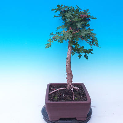 Vonkajší bonsai -Javor poľný - Acer campestre - 4