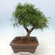Izbová bonsai - Ficus nerifolia - malolistý fikus - 4/4