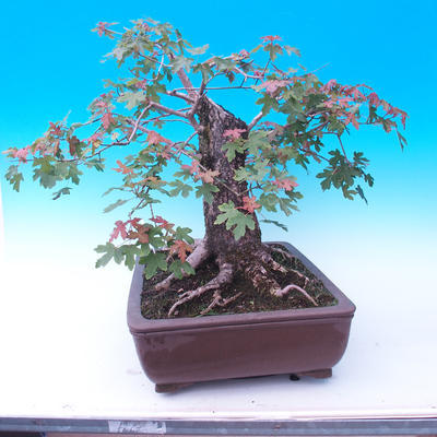 Vonkajší bonsai -Javor poľný - Acer campestre - 4