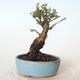 Vonkajšie bonsai - Ulmus parvifolia SAIGEN - malolistá brest - 4/5