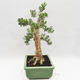 Izbová bonsai - Buxus harlandii - korkový buxus - 4/7