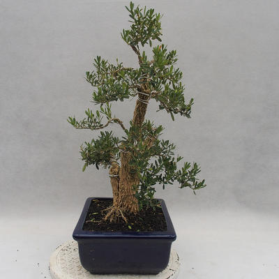 Izbová bonsai - Buxus harlandii - korkový buxus - 4