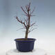 Vonkajšie bonsai - Javor palmatum DESHOJO - Javor dlaňolistý - 4/5