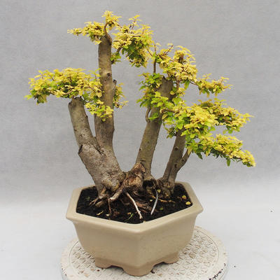Izbová bonsai -Ligustrum Aurea - Vtáčí zob - 4