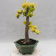 Izbová bonsai -Ligustrum Aurea - Vtáčí zob - 4/6