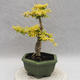 Izbová bonsai -Ligustrum Aurea - Vtáčí zob - 4/5