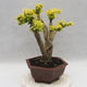 Izbová bonsai -Ligustrum Aurea - Vtáčí zob - 4/6