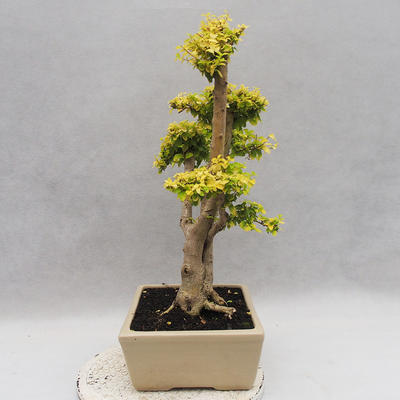 Izbová bonsai -Ligustrum Aurea - Vtáčí zob - 4