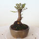 Vonkajšie bonsai - Ulmus parvifolia SAIGEN - malolistá brest - 4/4