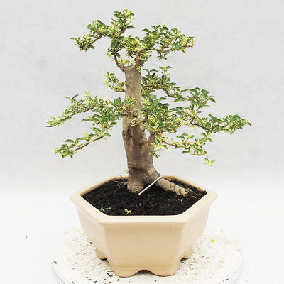 Izbová bonsai -Ligustrum Variegata - Vtáčí zob - 4