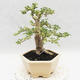 Izbová bonsai -Ligustrum Variegata - Vtáčí zob - 4/6