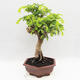 Izbová bonsai -Phyllanthus Niruri- fylant - 4/6