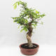 Izbová bonsai -Phyllanthus Niruri- fylant - 4/6