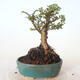 Vonkajšie bonsai - Ulmus parvifolia SAIGEN - malolistá brest - 4/5