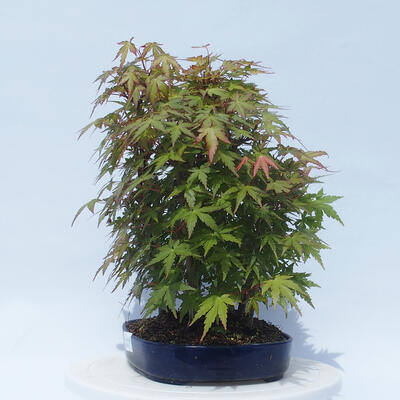 Acer palmatum - Javor dlanitolistý - lesík - 4