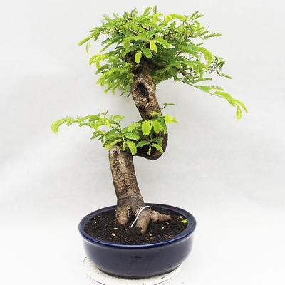 Izbová bonsai -Phyllanthus Niruri- fylant - 4