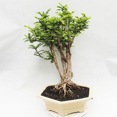 Izbová bonsai -Phyllanthus Niruri- fylant - 4