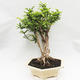 Izbová bonsai -Phyllanthus Niruri- fylant - 4/5