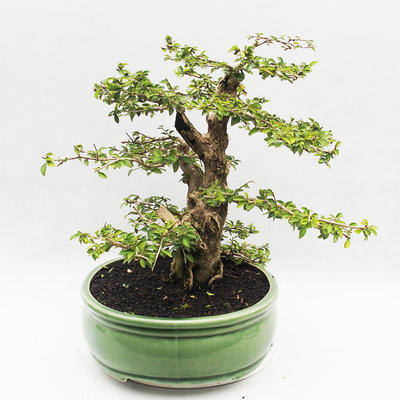 Izbová bonsai - Cudrania equisetifolia - 4