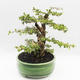 Izbová bonsai - Cudrania equisetifolia - 4/5