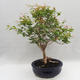 Izbová bonsai - Austrálska čerešňa - Eugenia uniflora - 4/5