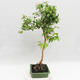 Izbová bonsai - Austrálska čerešňa - Eugenia uniflora - 4/4