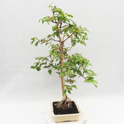 Izbová bonsai - Austrálska čerešňa - Eugenia uniflora - 4