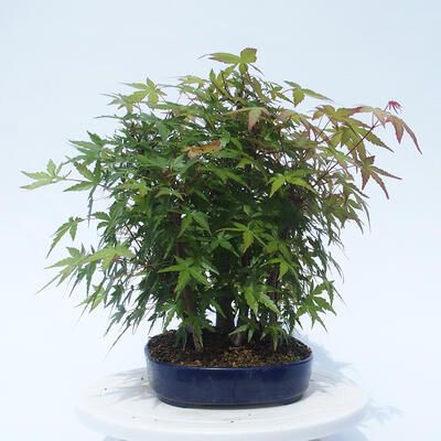 Acer palmatum - Javor dlanitolistý - lesík - 4