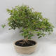 Izbová bonsai - Austrálska čerešňa - Eugenia uniflora - 4/5