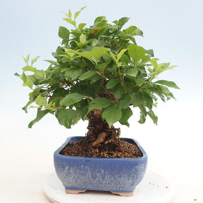 Vonkajšie bonsai - Celastrus Jesenec - 4