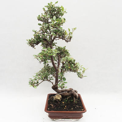 Izbová bonsai -Eleagnus - hlošina - 4